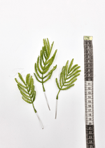 Artificial wedding foliage pieces with three faux fern-like sprigs and bright green leaflets shown beside a measuring tape. Made in Melbourne by Flowers For Ever After, shipping Australia and Worldwide.